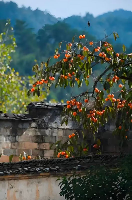 重生1980，從娶妻啞女開始趕山